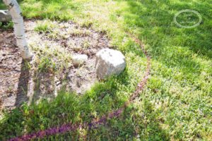 shaping and edging flowerbeds