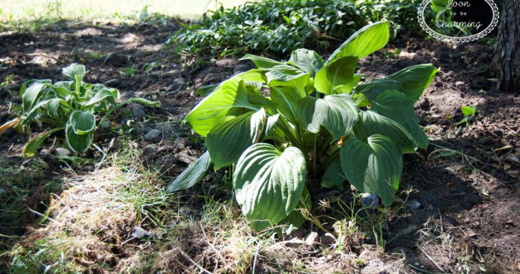 Landscape Project Part 3: Preparing the Flowerbeds