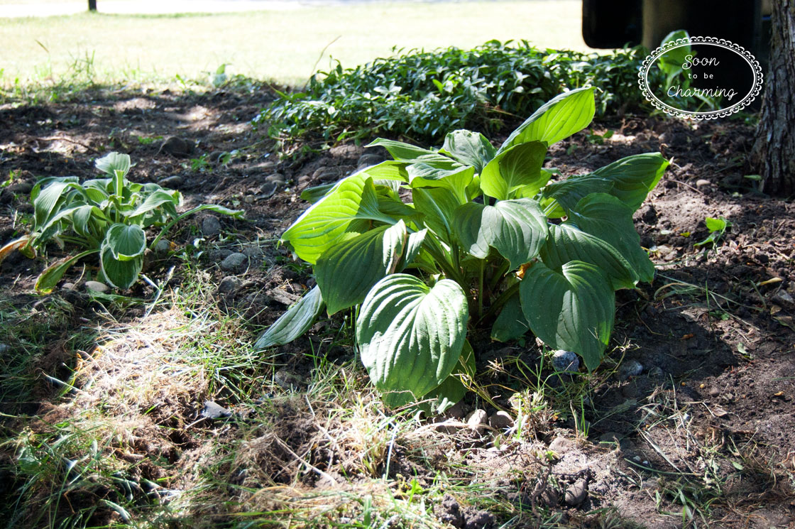 Landscape Project Part 3: Preparing the Flowerbeds