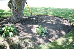 Landscape Project Part 3: Preparing the Flowerbeds