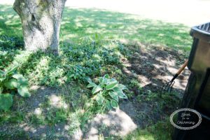 Landscape Project Part 3: Preparing the Flowerbeds