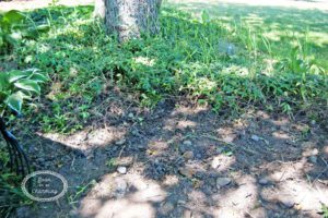 Landscape Project Part 3: Preparing the Flowerbeds