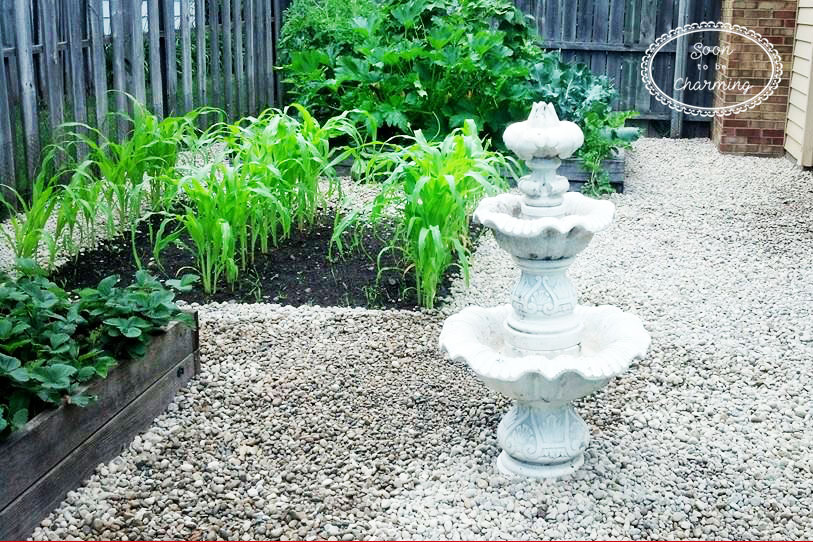 5 Things To Consider When Starting a Garden