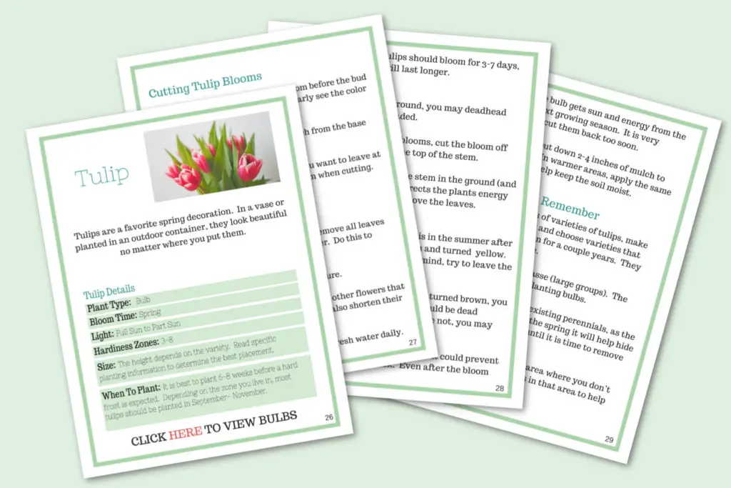 Tulip Plant Guide