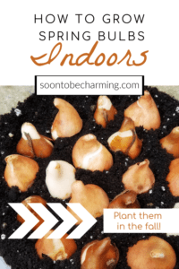 Plant them in the fall and enjoy them in the spring! Planting bulbs in containers is easier than you think and I will walk you through the process in 6 simple steps. You can have beautiful blooms inside, while there is snow on the ground outside! #soontobecharming #springbulbs #container #indoors #forceblooms #plantinthefall #springflowers