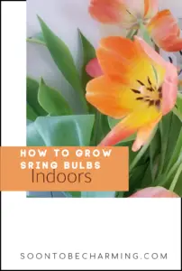 Plant them in the fall and enjoy them in the spring! Planting bulbs in containers is easier than you think and I will walk you through the process in 6 simple steps. You can have beautiful blooms inside, while there is snow on the ground outside! #soontobecharming #springbulbs #container #indoors #forceblooms #plantinthefall #springflowers