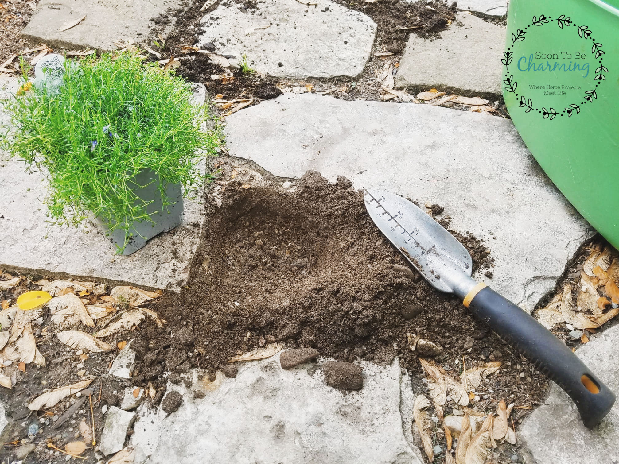 What Plants To Grow Between Flagstone
