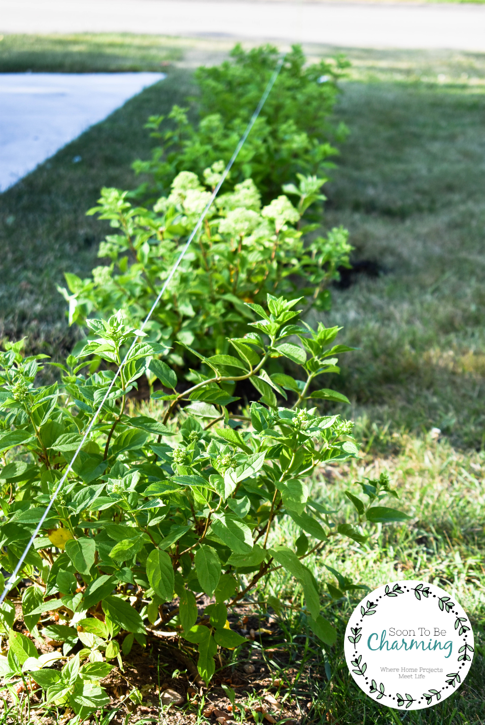 How To Plant A Hydrangea Hedge